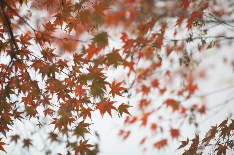 好看的枫树树叶图片