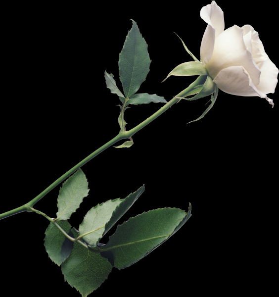 白玫瑰透明背景PNG图片