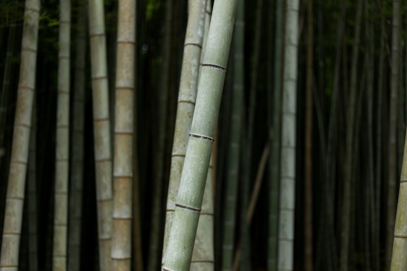 挺拔的竹子图片