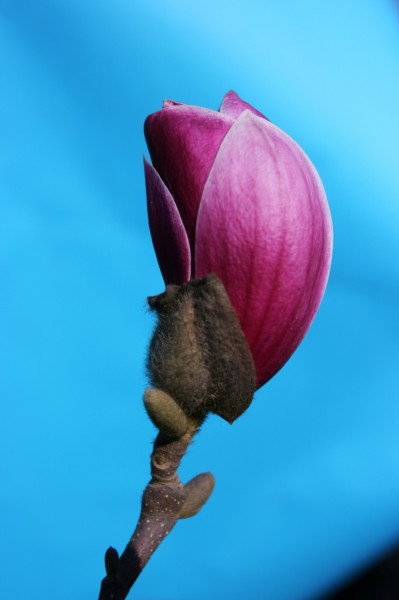 玉兰花卉图片