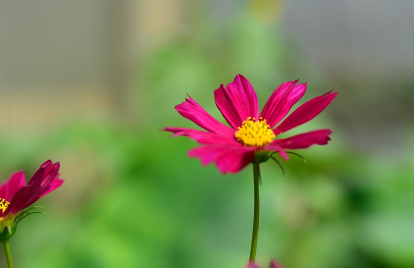 多色波斯菊花卉图片