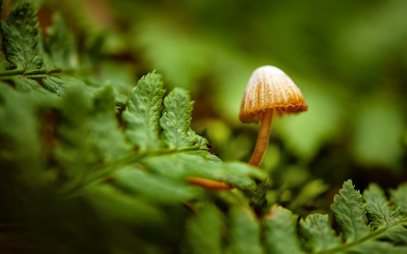 草地上的蘑菇图片