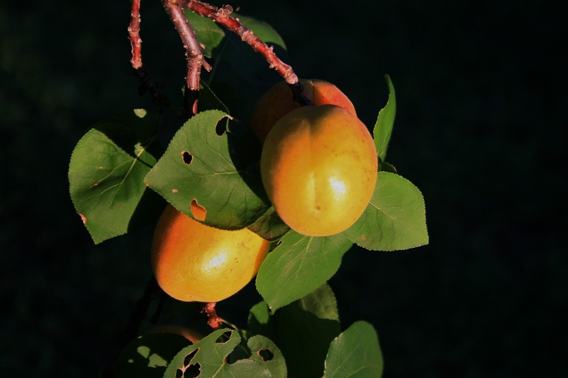 挂满果实的杏树图片