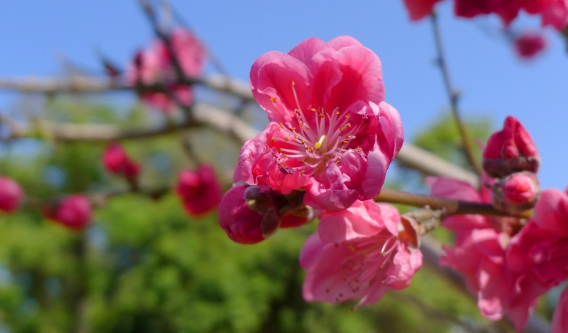 春季盛开的桃花图片