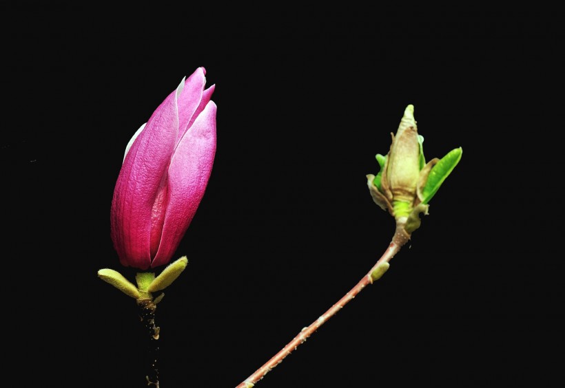 黑色背景下的粉色玉兰花图片