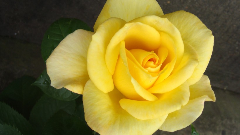 美丽的黄玫瑰图片