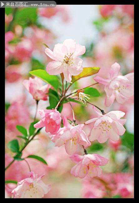 好看的粉白樱花图片欣赏