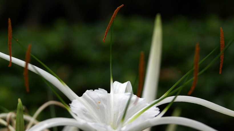 白色蜘蛛兰花卉图片