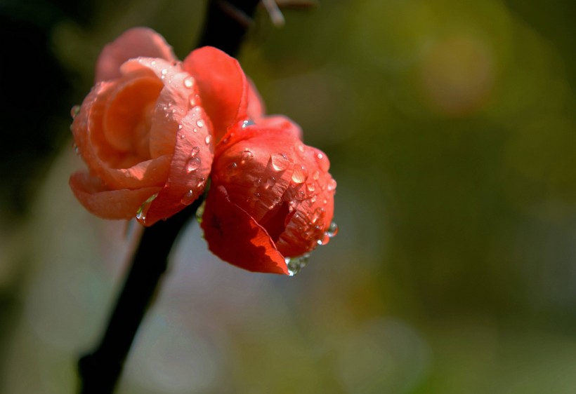 橙色海棠花图片