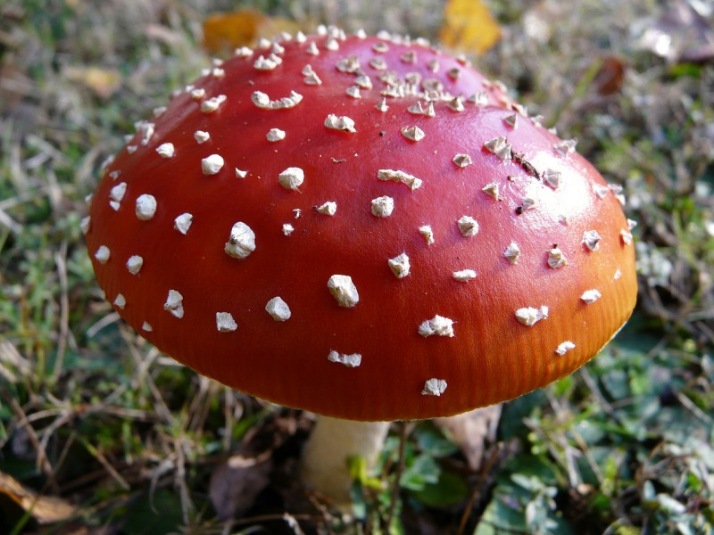 最美的蘑菇粉木耳图片