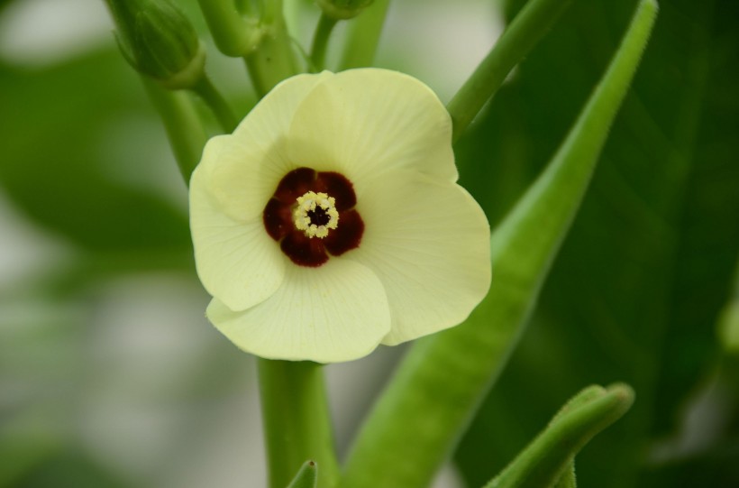 黄秋葵花卉图片