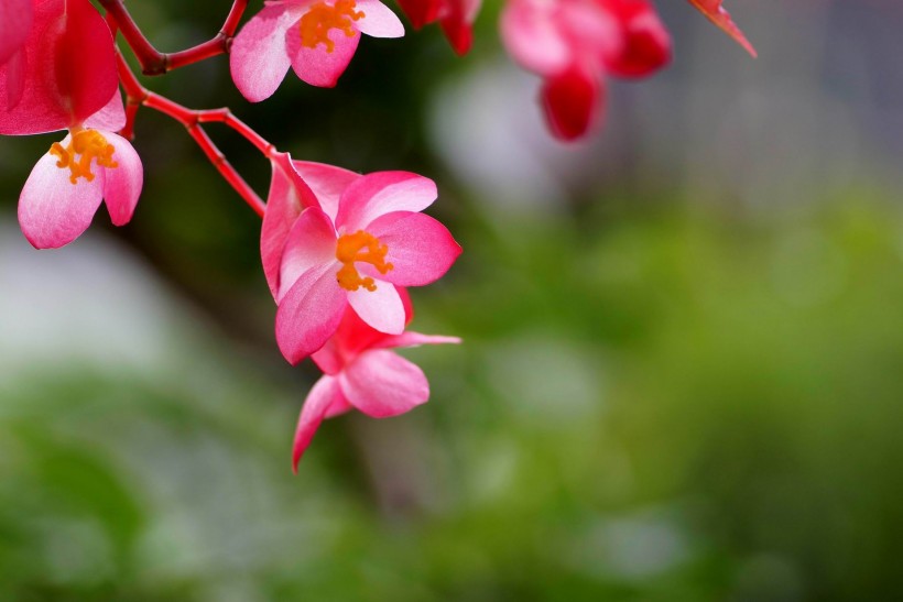 红色的四季海棠图片