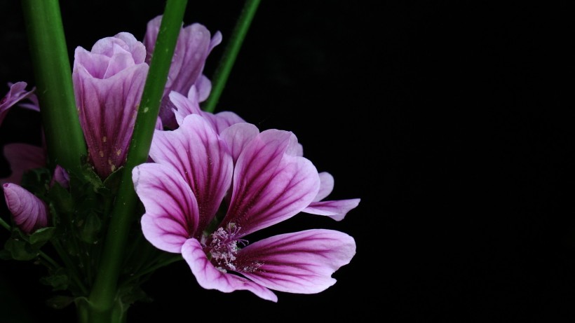 粉色锦葵图片
