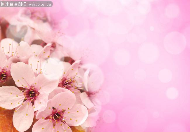 唯美清新粉色樱花背景素材