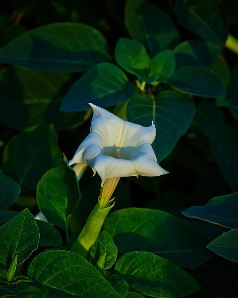 白色曼陀罗花卉图片