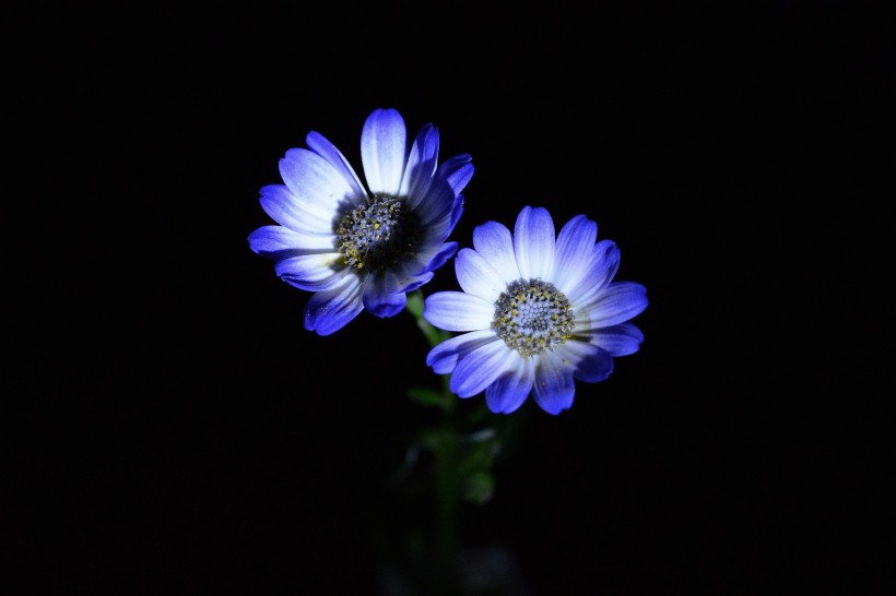 蓝色瓜叶菊图片
