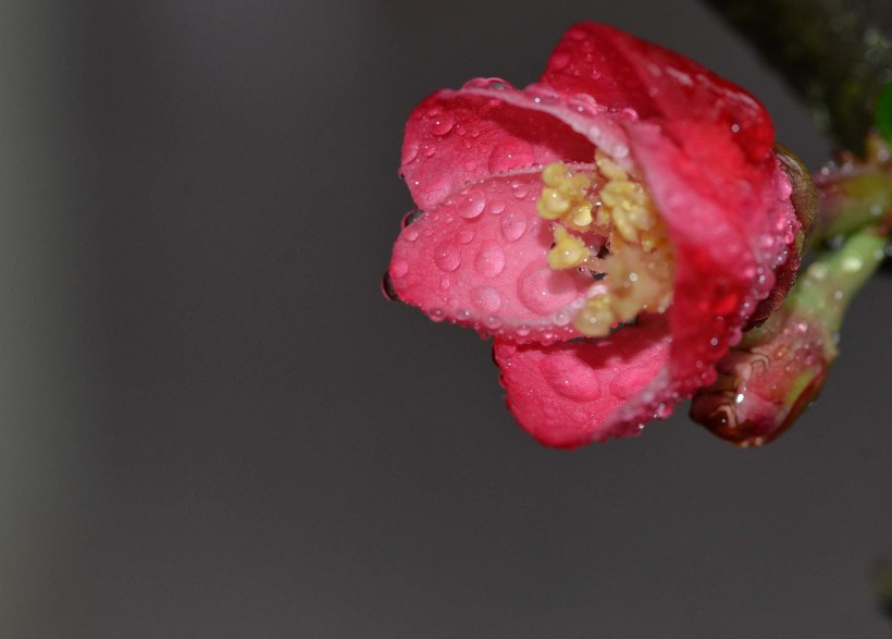 带露珠的红色贴梗海棠图片