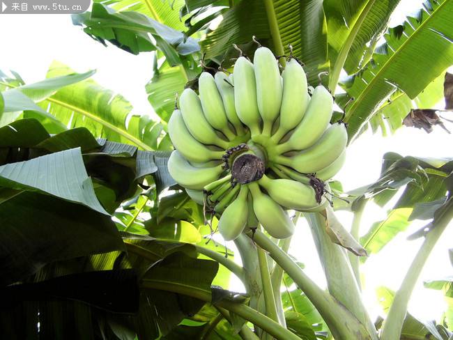 挂在树上的绿色香蕉图片