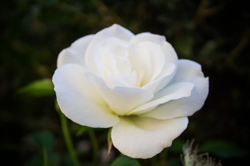 清纯的白玫瑰图片