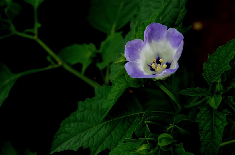 蓝紫色小野花图片