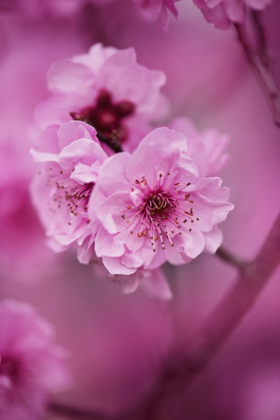 淡雅清新的樱花图片