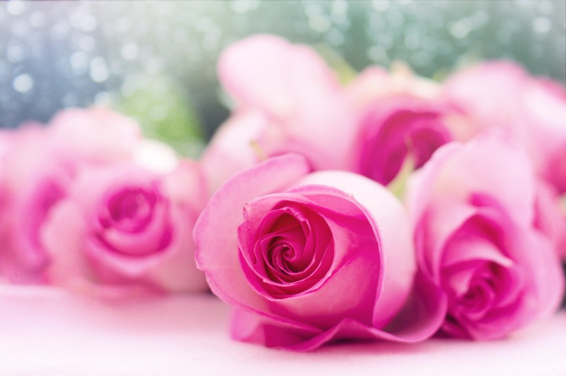 清新的粉玫瑰图片