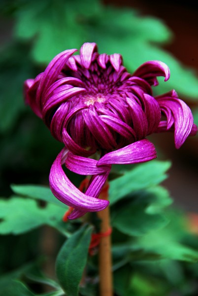 神秘的紫色菊花图片