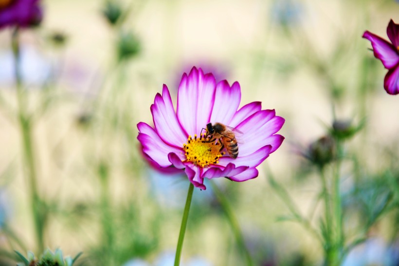 蜜蜂追逐的格桑花图片
