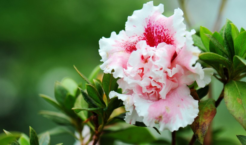广州华南植物园花卉图片