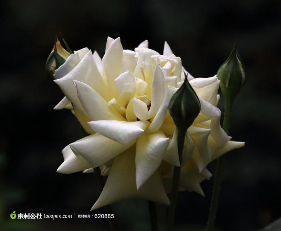 一束唯美的白玫瑰图片