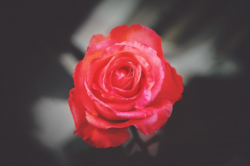 一朵娇艳的红玫瑰图片