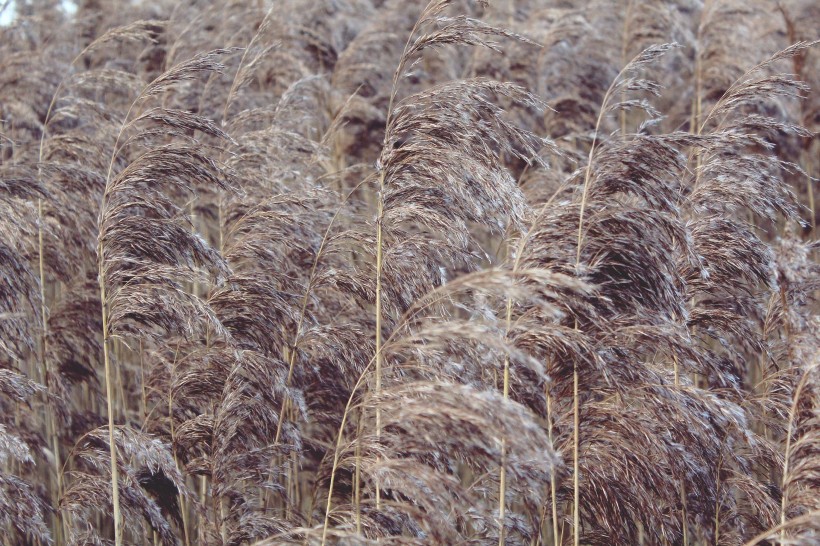 秋日萧瑟的芦苇丛图片