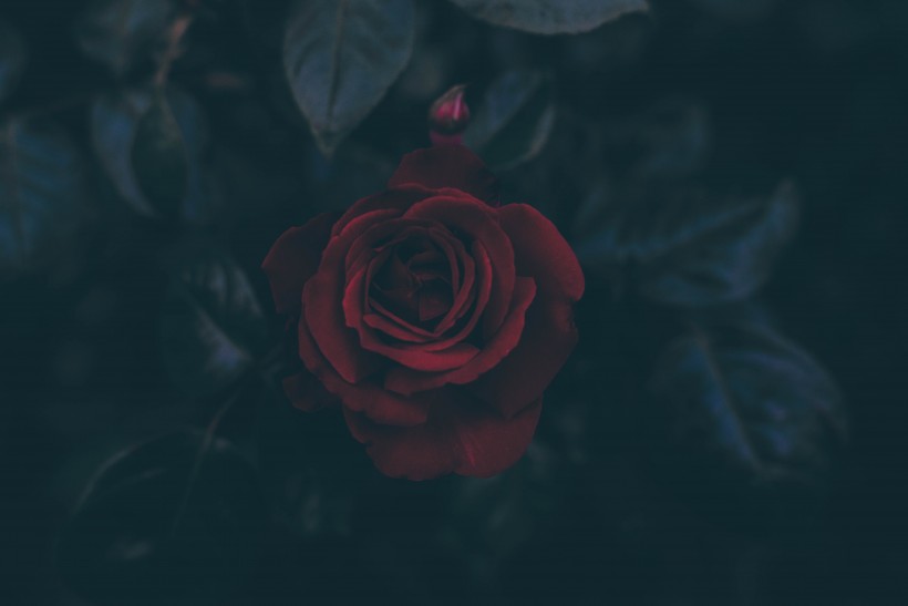 红玫瑰高清图片
