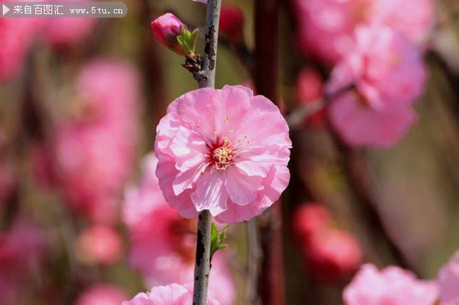 日本樱花图片高清背景素材