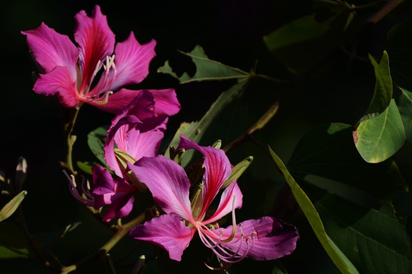 紫荆花图片   