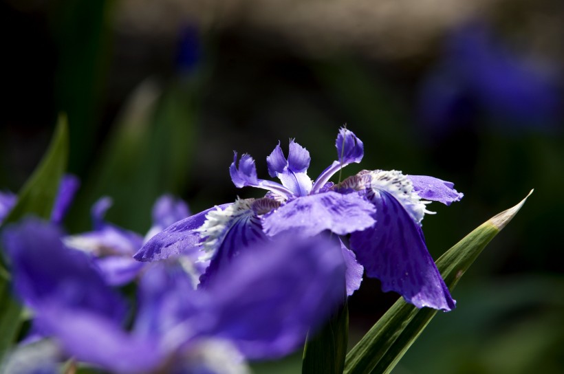 紫色鸢尾花卉图片