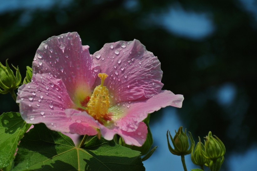 芙蓉花图片