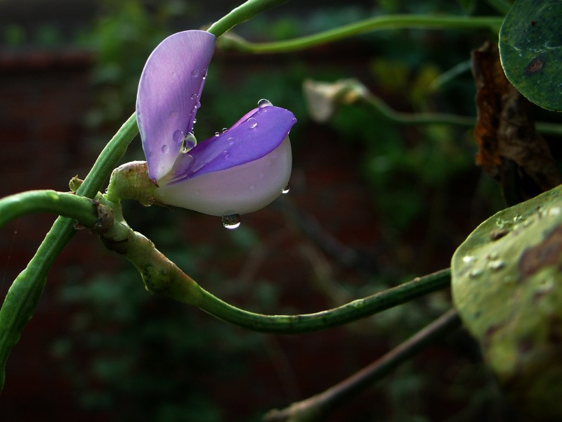 紫色豌豆花图片