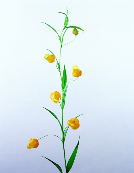高清黄色花朵图片