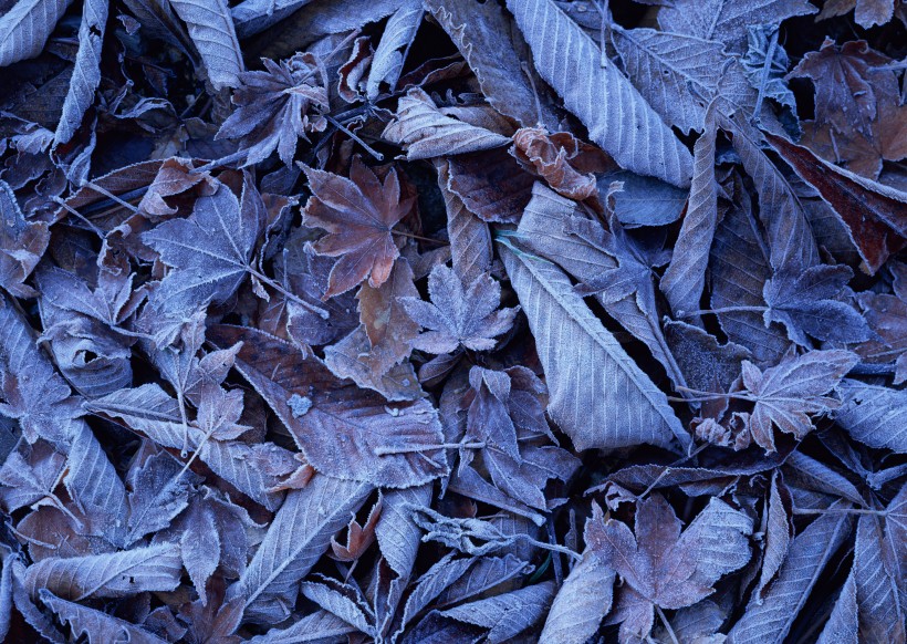 冬季树叶背景图片