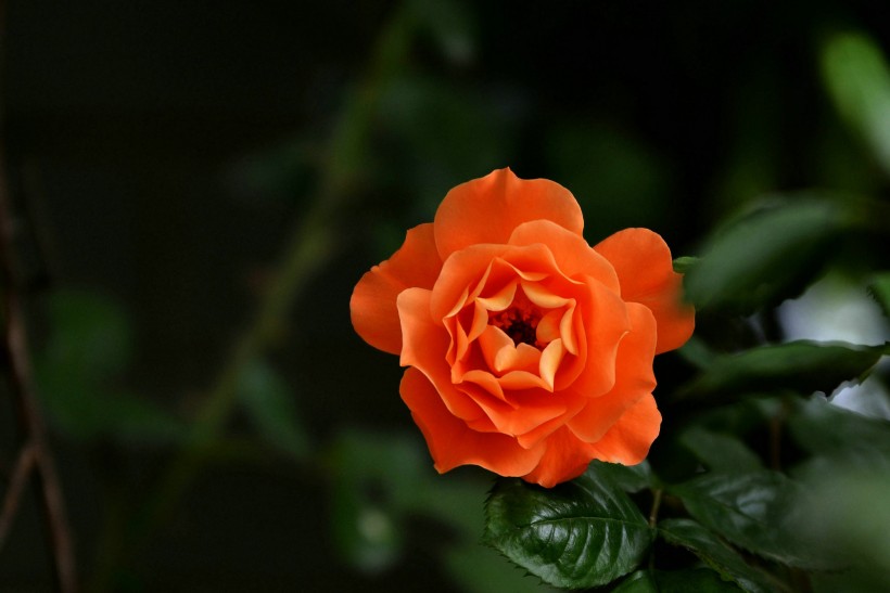 橙色蔷薇花图片