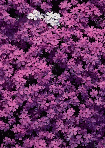 紫色花朵花瓣背景图片