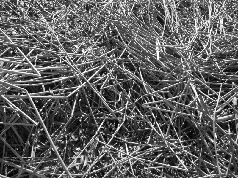 冬季萧瑟的芦苇图片