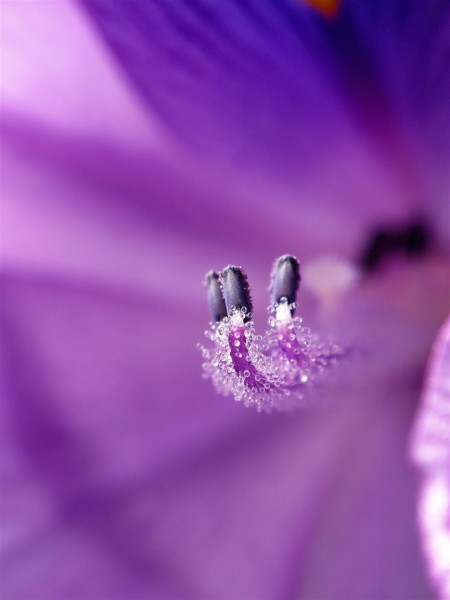 水葫芦图片