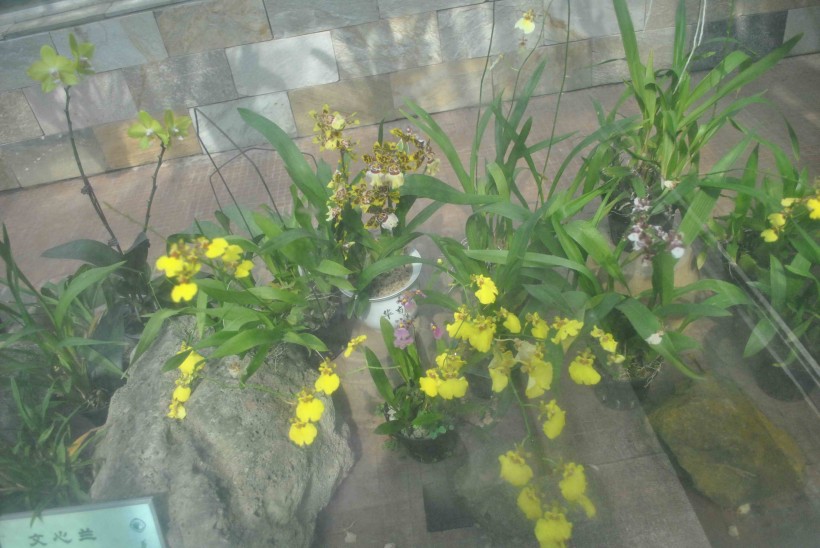 文心兰植物图片