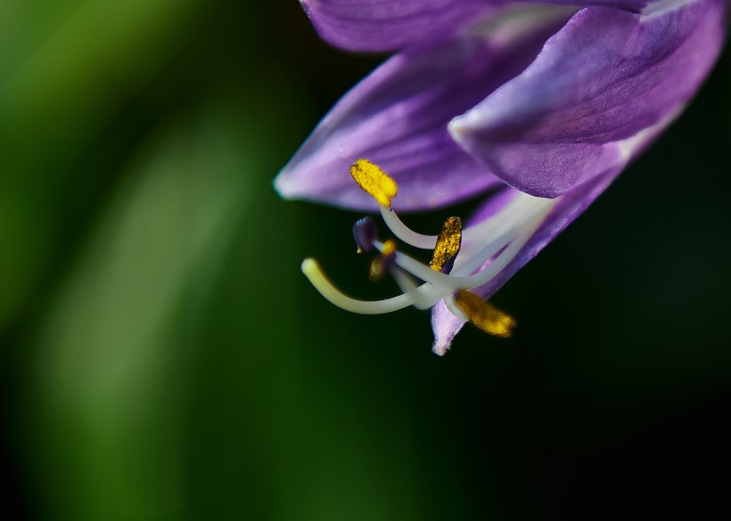 梦幻紫玉簪花卉图片