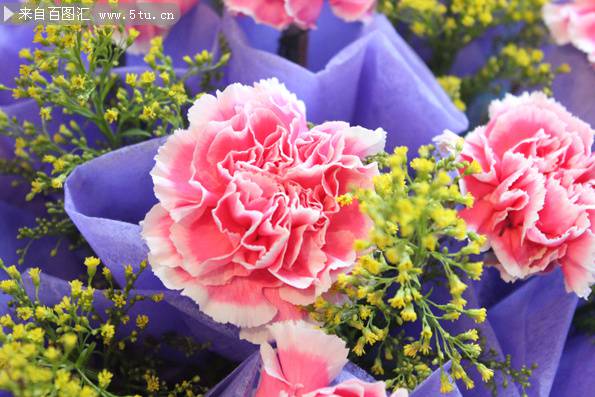 绚丽多彩的康乃馨花束图片