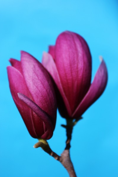玉兰花卉图片
