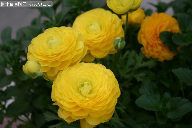 漂亮的黄色盆栽大丽花图片