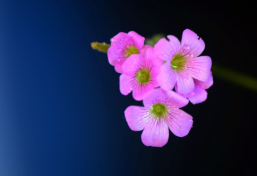 粉色酢浆草花图片
